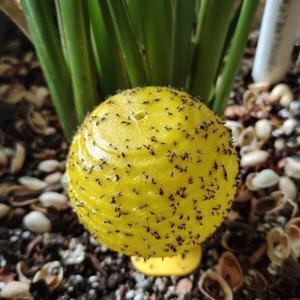 5개입 초파리끈끈이 트랩 초파리 퇴치 파리 날파리 끈끈이 해충