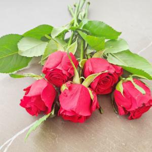 꽃같은하루 빨간장미 꽃다발 생화 장미꽃 5송이 생화택배 기념일 축하 선물