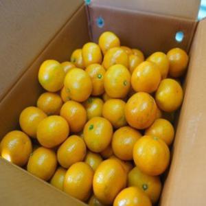 늘해랑 제주 타이벡감귤 10kg (산지직배송)