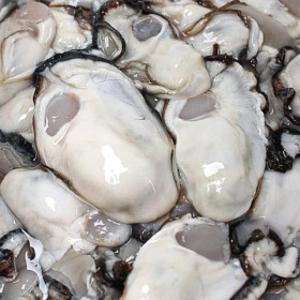 특A+급 통영 산지직송 제철 생굴 2kg