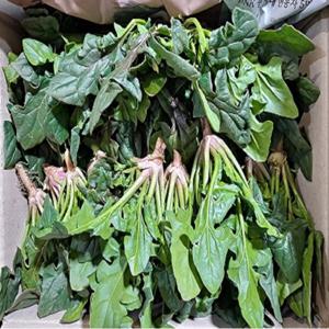 남해의 달콤한 섬초 시금치 2kg신안 비금도 제철나물 시금치 /남해섬초 남해시금치 1kg 특별할인 +무료배송