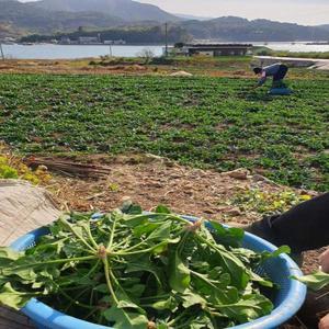 산지직송 대용량 섬초 시금치 3kg 제철음식 시금치  /25일까지 특별할인 +무료배송