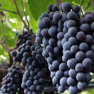 가을제철 국내산 고당도 경산 머루포도(MBA) 2~3kg 산지직송/안전에어포장