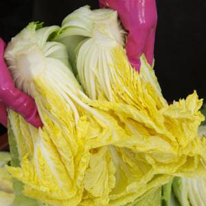 해남절임배추 절임 김장 절인 배추 20kg 20키로 /(예약판매) 발송일 지정(다음날 도착) / 11월 7일부터 출고