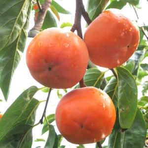 다담농산 경남단감 10kg 랜덤과(포장재포함) 실속가정용 햇단감/사비 흠有