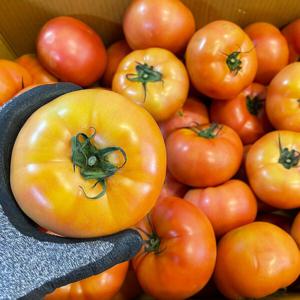 완숙 찰 토마토 5kg 중과 2-3번과