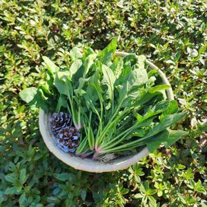 시금치 남해의 달콤한 시금치 1kg 제철나물 시금치 포항영해초 출고시작/29일까지 특별할인+무료배송