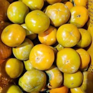 경남 단감 가정용 랜덤 10kg 선별 발송 대한민국 젤쌉니다.