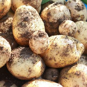 국내산 감자 수미감자 햇감자 분감자 중/대/특/왕특 2kg 3kg 최저가 이벤트- 무료배송