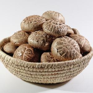 무농약 성화농장 생표고버섯 선물용 쫄깃쫄깃 최상품 특 1kg