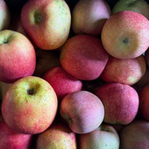 떨이농산 당도최고 감홍 10kg 중대과 가정용 에라 모르겠다 막 드릴게요