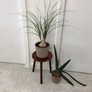 ksr 원목 화분 받침대 우드스텐드 30x40cm (스툴) 30x40
