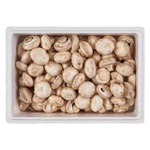 부여 못난이 양송이 버섯 2kg