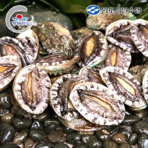 [완도금일수협] 활 참전복 (실속/구이용)1.5kg(30-37미)
