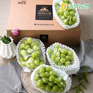 [중화농협]샤인마스켓 선물세트(4-5수 4kg)