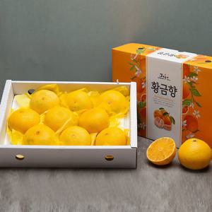 서귀포 현가원 황금향 3kg (8-10과, 실중량)