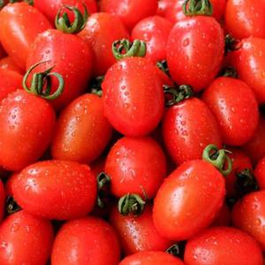 Fresh 대추 방울토마토 1kg 대과