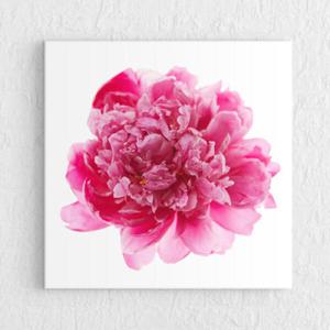 아트박스/꾸밈 iv145-작약꽃_노프레임