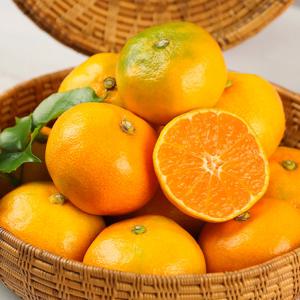 제주 하우스 감귤 2.5kg (꼬마과)