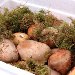산아래 국내산 무농약 참송이 버섯(특상) 선물세트 1kg