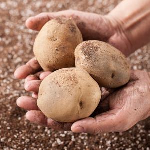 [맛딜] 포슬포슬 국내산 햇 감자 5kg 왕특