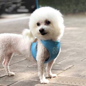예보들 강아지 가슴줄 하네스 애견 반려견목줄 소형견 대형견
