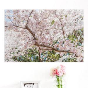 아트박스/꾸밈 ii831-아크릴액자_봄과벚꽃(대형)