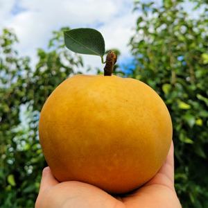 제철과일 나주배 신고 햇 배 고당도 가정용 정품 15kg 30-40과