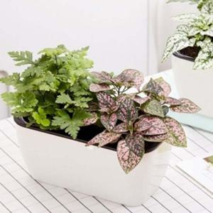 플랜트 사각 자동급수 화분/ 식물키우기 저면관수화분