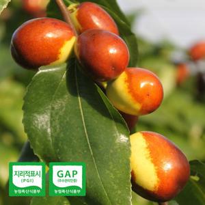 [양지촌농원] 25년산 보은대추 1kg 26mm 생대추 햇대추