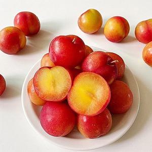 새콤달콤 25년 햇 자두 5kg(왕과)