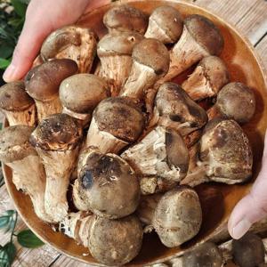국내산 무농약 가정용 참송이 버섯 1kg (하품)