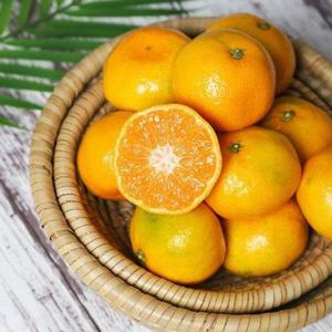 갤러리아_[농부마음]고당도 제주 극조생 감귤 노지감귤 9kg 대과 (2L)