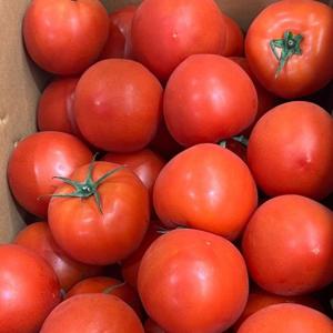 완숙 찰토마토 5kg 랜덤과 산지직송