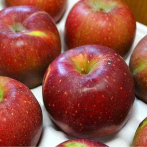가정용 감홍사과 5kg 소과