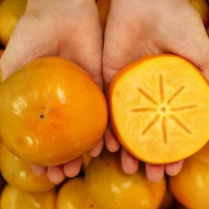 제철 후르츠 단감 2.5kg 대과