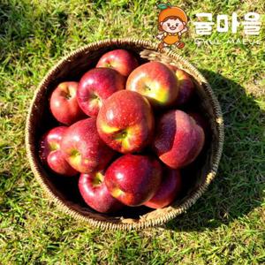 귤마을 가정용 감홍사과 1.5kg 대과 3-5과