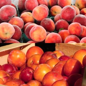 Fresh 새콤달콤 신비 복숭아 1kg + 1kg 팩출고