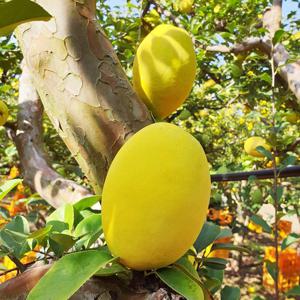 [산지직송] 안동 배영태님의 향기가득 못난이 햇 모과 5kg(혼합/가정용)