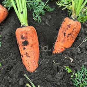 국내산 햇당근 건강한 흙당근 중 5kg