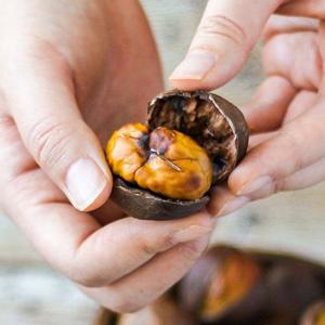 전북 순창 삼조생 칼집밤 대사이즈 1kg x 2팩 /25년햇밤