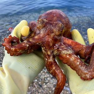 [품질보장100%] 맛꾼 통영 산지직송 자연산 돌문어 2kg(2-8마리 내외)