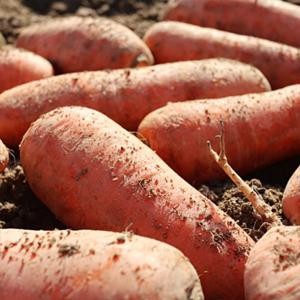 [봉이네농장] 국내산 당근 3kg 중