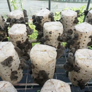 국내산 목이버섯(생물) 800g 숙회 식이섬유 풍부 주문후 수확