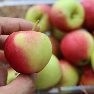 고당도 루비에스사과 미니사과 2kg