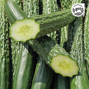 [농부마음]가시오이 청오이 10개