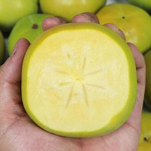 창녕 햇 단감 태추단감 4.5kg 특과