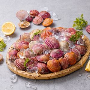 국내산 홍가리비 1kg(20-22미 내외)