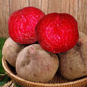 햇 레드비트 : 5kg