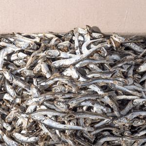 [마산어시장] 국물용멸치 다시멸치 남해안멸치 특 1.5kg